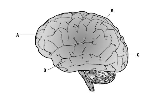 Use the following diagram to answer the next question. 15. Which of the following rows INCORRECTLY identifies a lobe of the brain and its primary function? Row Lobe of the brain Function a.