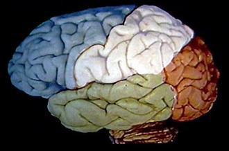Frontal Lobes of the Brain