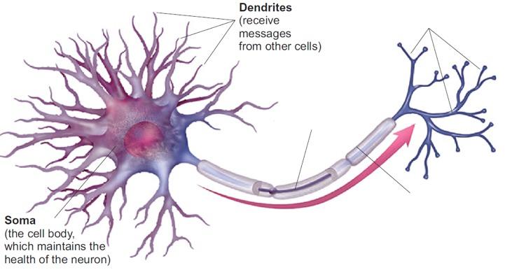 Parts of the Neuron - Soma Soma The cell body of a neuron,