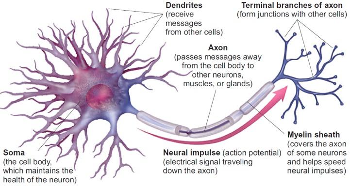 Parts of the Neuron - Terminals Axon terminals The