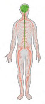 Nervous System The electrochemical communication system of the body Sends messages