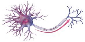 Neuron A nerve cell; the basic building block of the nervous system.