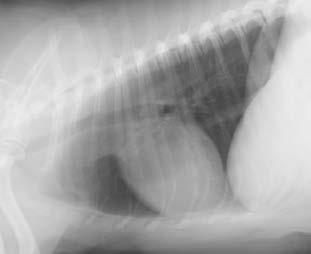 Case 2 Case 2 thoracic radiographs 10 year old toy poodle with a new murmur (left apical, systolic, grade III/VI murmur) during routine physical examination.