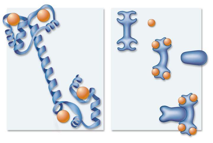The G- is now active 5. The α subunit of the G- with the GT disassociates from the β and γ subunits 6. The α subunit of the G- with the GT bound goes to phospholipase C (LC) and activates it 7.