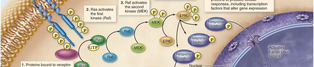 DNA Gene NUCLEUS mrna Summary of RTK/Ras/MA