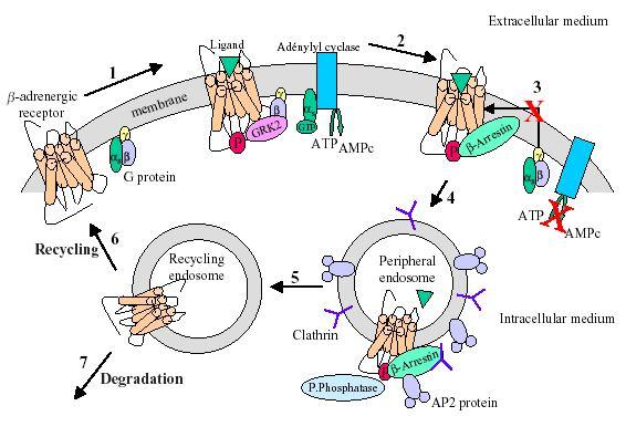 Controlling Cell Signaling To control cell signaling: 1.