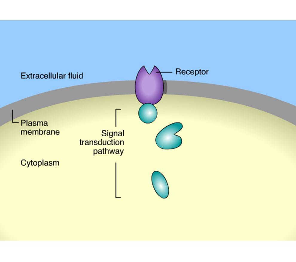 The Three Stages of Cell Signaling Earl W.
