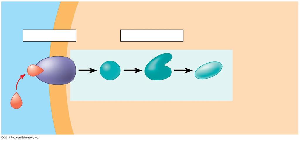 Cell Signaling Right-click slide / select lay Figure 11.6-1 Figure 11.