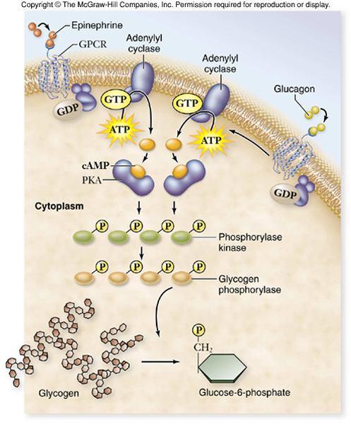 The active adenylyl cyclase transforms AT into cam 8. cam activates a kinase A (KA) 9.