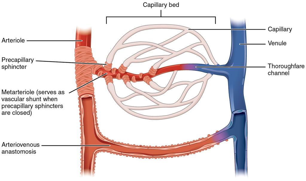 OpenStax-CNX module: m56696 9 Capillary Bed Figure 5: In a capillary bed, arterioles give rise to metarterioles.