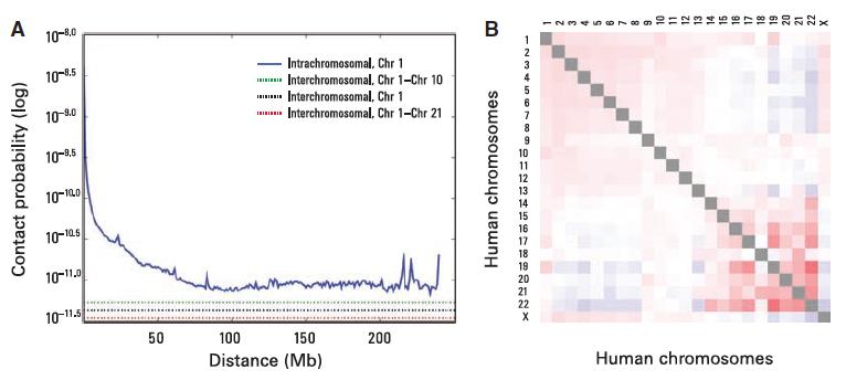 Chromatin conformation They calculated the average contact probability within each chromosome and between chromosomes This showed that the probability of contact increases with