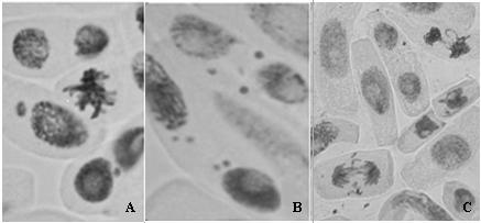 Figure-3. The chromosome abnormalities of gamma irradiated cells at doses of 10, 20, 30, 40, 50, 60, 70 and 80 Gy when cells were fixed immediately after exposure (0 hours).