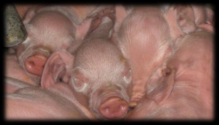 Discussion Phase feeding improved performance by 220g/piglet or 2.6% (P=0.007) compared to flat rate feeding.
