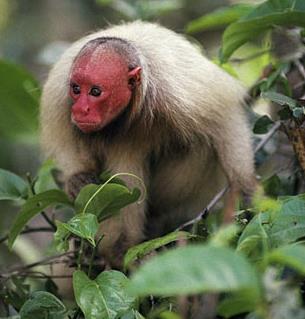 Family Pitheciidae (titi monkeys, sakis, &
