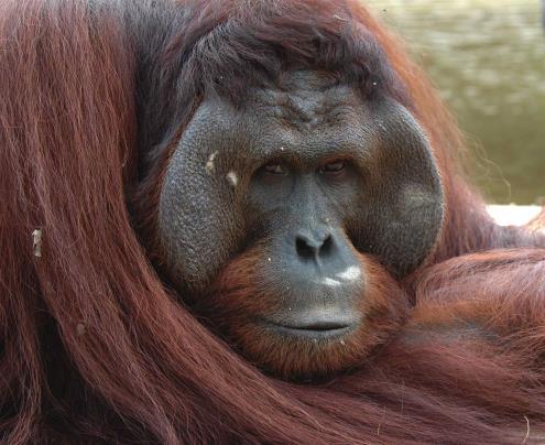 Sumatra & Borneo- rainforests Family Hominidae (Pongo) Largest arboreal animal- 33-110 kg Lack a