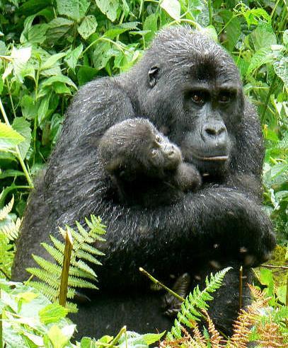 Central Africa- tropical forests Family Hominidae (Gorilla) Largest living primate-