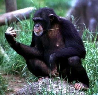 Family Hominidae (Pan) West & Central Africa- Savannah & tropical forests Up to 70 kg, bonobo is shorter/thinner with longer limbs Can walk upright or on knuckles, also can swing through trees
