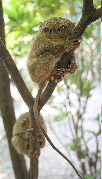 1 genus, 7 species Family Tarsiidae (tarsiers) SE Asian islands (tropical forests) Long hind limbs (elongated tarsus bone), tail, & digits used for leaping Huge eyes, lack reflecting tissue in
