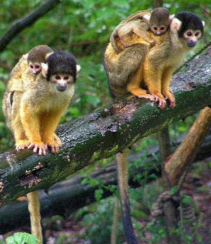 Family Cebidae (squirrel monkeys- e.g.