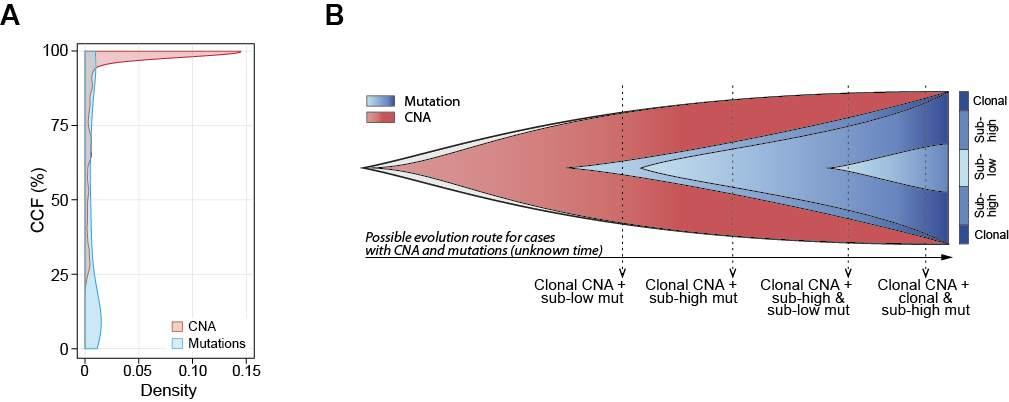 Temporal relationship and hierarchical acquisition in CLL The distribution in CCFs of the CNA and mutations suggests a scenario in which driver CNA are
