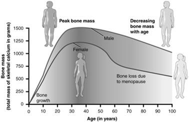 How bones change with age By Anatomy & Physiology, Connexions Web site. http://cnx.org/content/col11496/1.6/, Jun 19, 2013. (OpenStax College) [CC-BY-3.0 (http://creativecommons.org/licenses/by/3.