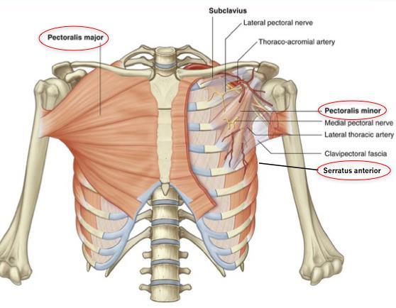 ANATOMY Anterior chest wall - Comprised