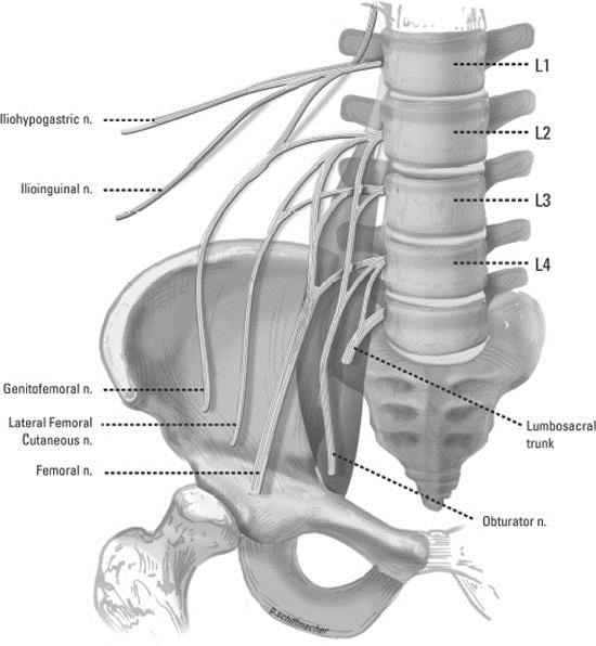 ANATOMY Femoral, lateral femoral cutaneous nerve Sartorius,