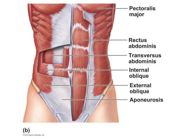 ANATOMY Anterior - Rectus Abdominus Muscle (RAM) Lateral - External oblique muscle (EOM),