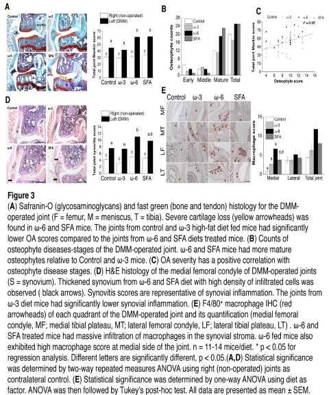 Serum biomarker: SFA and ω-6 mice had higher concentrations of insulin, leptin, and