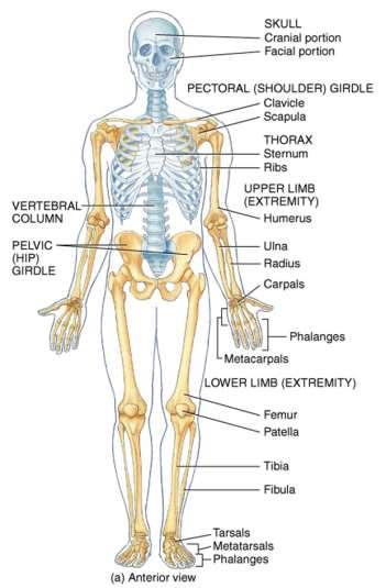 General osteology. General anatomy of the human skeleton. Development and classification of bones.