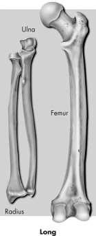 Types of Bones Long bones Composed of a long cylindrical shaft with relatively wide, protruding ends Shaft contains the