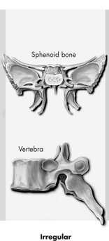 Types of Bones Irregular bones Include bones throughout entire spine & ischium, pubis, & maxilla Function: