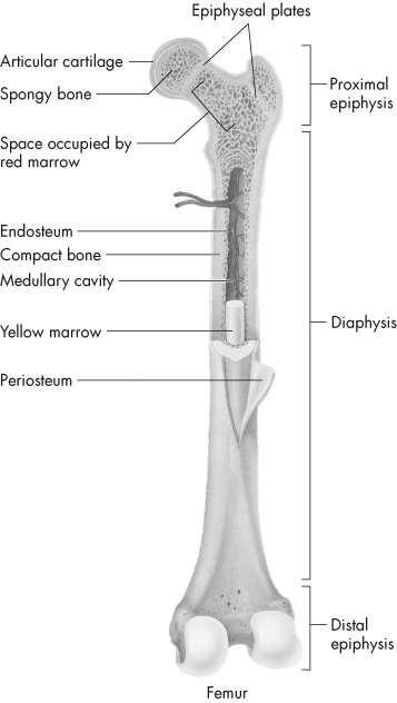 Typical Bony Features Diaphysis long cylindrical shaft Cortex - hard, dense compact bone forming walls of diaphysis Periosteum - dense, fibrous membrane covering outer surface of diaphysis Endosteum