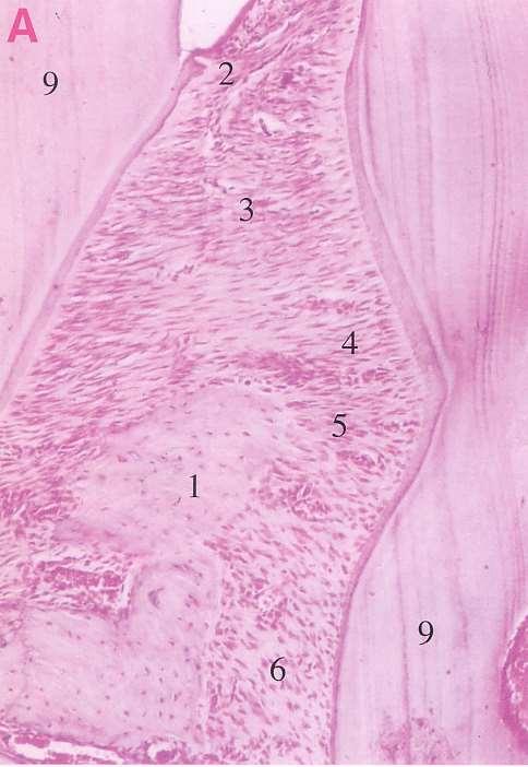 b- The Transseptal fibers: *It connects two adjacent teeth so it is called interdental group of fibers.