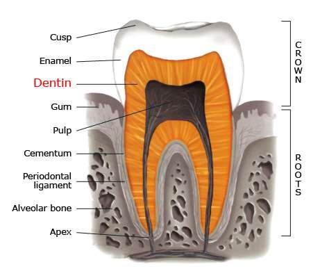 The periodontium The periodontium includes: The