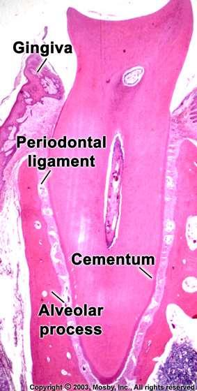Def: The periodontal ligament is the dense fibrous connective tissue that