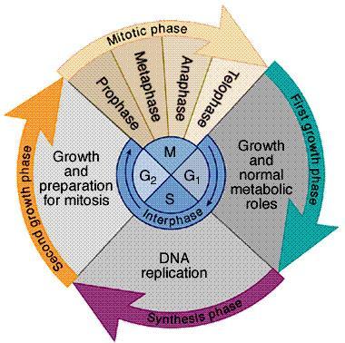 Interphase Divided into 3 phases: G1 = 1 st Gap (Growth) Non-dividing life S = DNA Synthesis copies