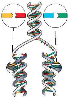 cell duplicates ~3 meters DNA error rate = ~1 per 100 million bases 3 billion