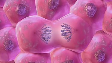 Mitosis Dividing cell s DNA between 2 daughter