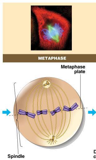 Metaphase green = key features Chromosomes align along middle of cell metaphase plate