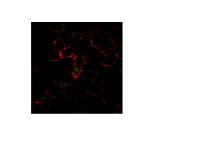 Green color: apoptotic T cells, red color: F4/8 + macrophages in spleen. (d,e) Macrophages increase LAP-TGF-β after CD3- antibody treatment in vivo.