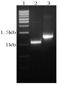 Identification and Molecular Cloning of Marek s Disease Virus 61 PCR Amplification of Glycoprotein Genes gk and gm The glycoprotein M and K genes were amplified using gene specific primers.
