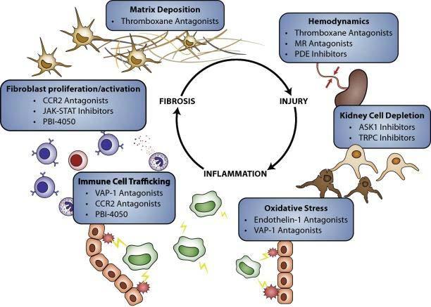 Pathogenic processes in DN and potential targeting strategies under clinical investigation.