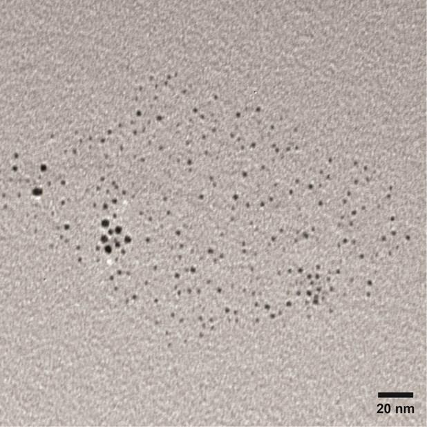 Figure S9. TEM image of GIPA-functionalized AuNPs. The black scale bar is 20 nm as denoted. Figure S10.
