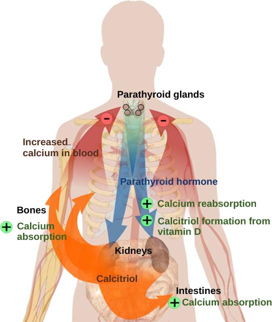 Connexions module: m44777 10 Figure 6: Parathyroid hormone (PTH) is released in response to low blood calcium levels.
