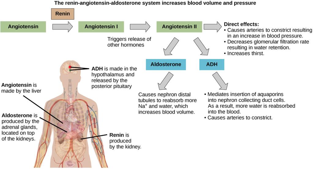 Connexions module: m44777 3 Figure 1: ADH and aldosterone increase blood pressure and volume. Angiotensin II stimulates release of these hormones.