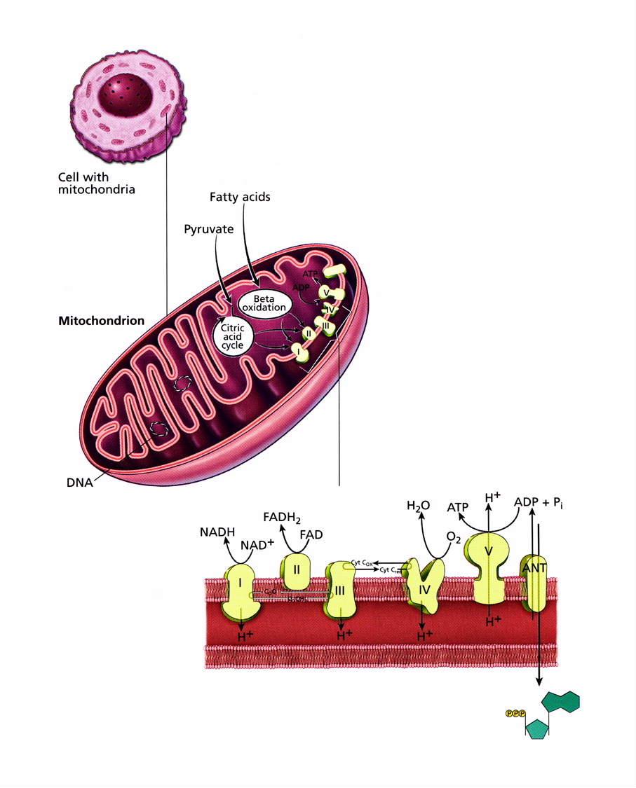 What Are Mitochondria?