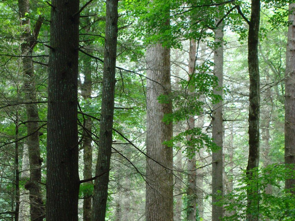 A forest of lines Trees Joyce Kilmer Forest by