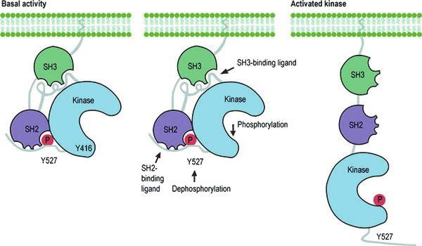 Src oncogenic activation c-src linker U SH3 SH2 KINASE Y 527 v-src linker U SH3