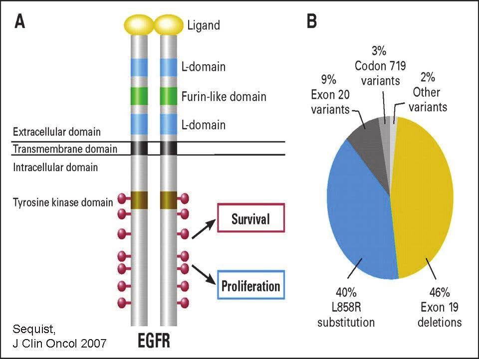EGFR in lung cancer Expressed in 80% of